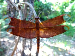 Neurothemis fulvia