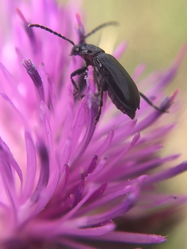Black Diabrotica photo 6