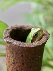 Hyla japonica