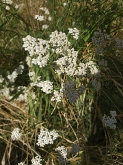 Achillea millefolium