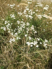 Achillea millefolium
