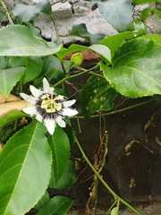 Passiflora edulis
