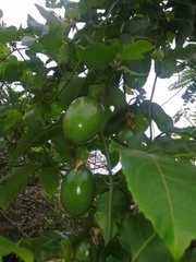 Passiflora edulis