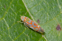 Erythroneura rubrella