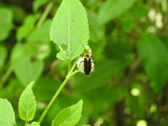 Callichila plagigera