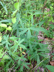 Delphinium exaltatum