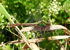 Ophiogomphus rupinsulensis