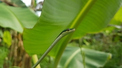 Leptophis