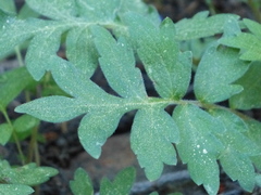 Hydrophyllum occidentale