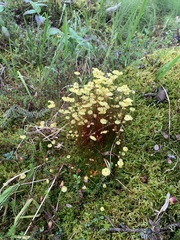 Splachnum luteum