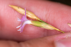 Dianthus humilis