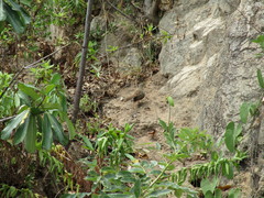 Morococcyx erythropygus