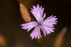 Dianthus humilis