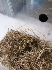 Crotalus mictlantecuhtli