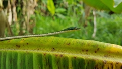 Leptophis