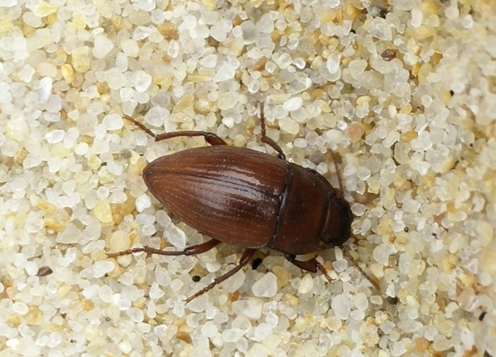 Isocerus purpurascens