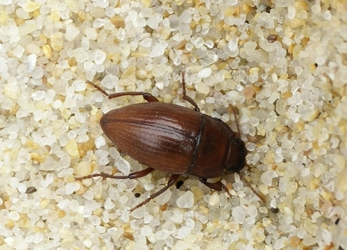 Isocerus purpurascens