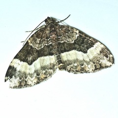 Epirrhoini
