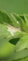 Calycomyza platyptera