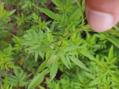 Calycomyza platyptera