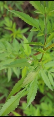 Calycomyza platyptera
