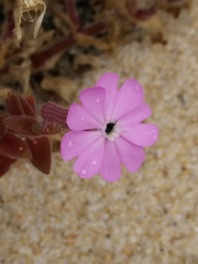 Silene littorea