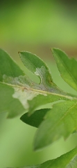 Calycomyza platyptera