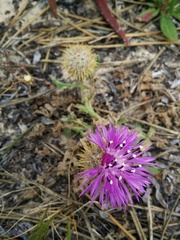 Centaurea polyacantha
