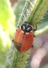 Hippodamia convergens