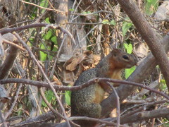 Notocitellus annulatus