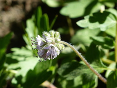 Hydrophyllum occidentale