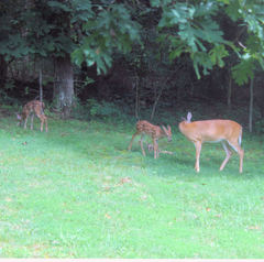 Odocoileus virginianus
