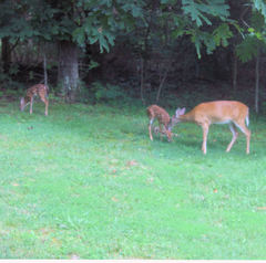 Odocoileus virginianus