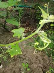 Cucumis sativus