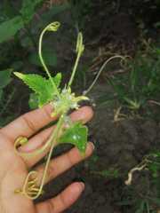 Cucumis sativus