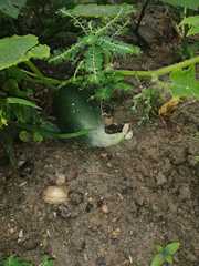 Cucumis sativus
