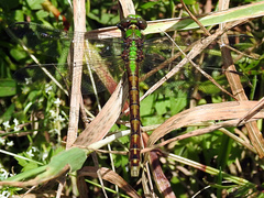 Ophiogomphus rupinsulensis