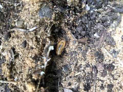 Blattoidae