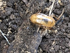 Blattoidae