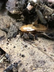Blattoidae