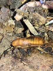 Blattoidae
