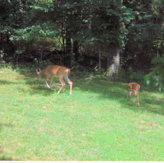 Odocoileus virginianus