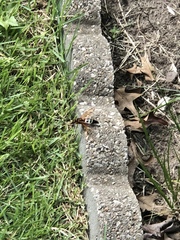 Sphecius