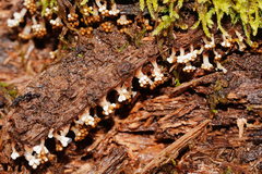 Oligonema verrucosum