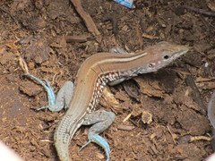 Many-Lined Whiptail photo 3