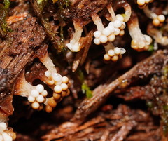 Oligonema verrucosum