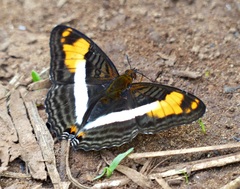 Adelpha malea goyama