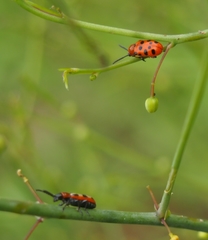 Crioceris duodecimpunctata