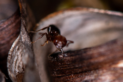 Crematogaster schmidti