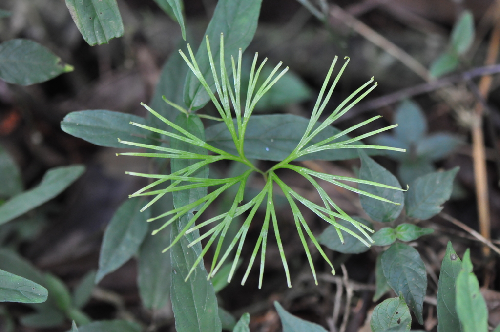 Actiniopteris pauciloba